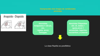 Amniotas
Anápsidos:= (Gr.an,
sin,
+apsis, arco).
Tortugas.
Amniotas Diápsidos
(Gr. di, doble,+
apsis,arco) =
serpientes, lagartos,
cocodrilos y tuátaras
La clase Reptilia es parafilética
Comprenden dos linajes de vertebrados
amniotas
 