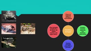 Testudines
(tortugas)
Viven en
regiones
cálidas o
semicálidas
Existen
muchas
especies
con
distintas
costumbres
Existen
tortugas
pequeñas y
grandes.
Hay tortugas
acuáticas o
de tierra, de
hábito
marino o de
agua dulce.
Tortuga boba
Tortuga laúd
Tortuga
leopardo
Tortuga
mediterránea
 