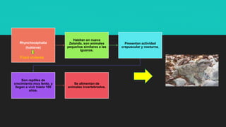 Rhynchocephalia
(tuátaras)
Habitan en nueva
Zelanda, son animales
pequeños similares a las
iguanas.
Presentan actividad
crepuscular y nocturna.
Son reptiles de
crecimiento muy lento, y
llegan a vivir hasta 100
años.
Se alimentan de
animales invertebrados.
Fósil viviente
 