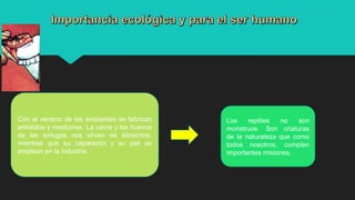Con el veneno de las serpientes se fabrican
antídotos y medicinas. La carne y los huevos
de las tortugas nos sirven de alimentos,
mientras que su caparazón y su piel se
emplean en la industria.
Los reptiles no son
monstruos. Son criaturas
de la naturaleza que como
todos nosotros, cumplen
importantes misiones.
 