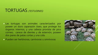 TORTUGAS(TESTUDINES)
 Las tortugas son animales caracterizados por
poseer un duro caparazón óseo, que protege los
órganos internos, y una cabeza provista de pico
corneo, carece de dientes y de esternón, poseen
dos pares de patas cortas y una cola.
 Pueden ser herbívoras, carnívoras u omnívoras
 