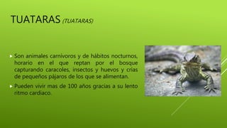 TUATARAS(TUATARAS)
 Son animales carnívoros y de hábitos nocturnos,
horario en el que reptan por el bosque
capturando caracoles, insectos y huevos y crías
de pequeños pájaros de los que se alimentan.
 Pueden vivir mas de 100 años gracias a su lento
ritmo cardiaco.
 