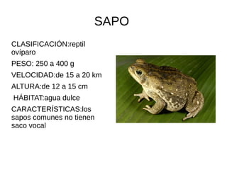 SAPO
CLASIFICACIÓN:reptil
ovíparo
PESO: 250 a 400 g
VELOCIDAD:de 15 a 20 km
ALTURA:de 12 a 15 cm
HÁBITAT:agua dulce
CARACTERÍSTICAS:los
sapos comunes no tienen
saco vocal
 
