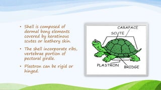 Bony Shell Reptiles | PPTX