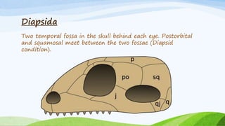 Diapsid Examples Reptiles | PPTX