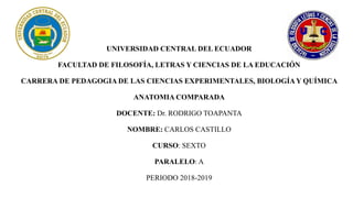 UNIVERSIDAD CENTRAL DEL ECUADOR
FACULTAD DE FILOSOFÍA, LETRAS Y CIENCIAS DE LA EDUCACIÓN
CARRERA DE PEDAGOGIA DE LAS CIENCIAS EXPERIMENTALES, BIOLOGÍAY QUÍMICA
ANATOMIA COMPARADA
DOCENTE: Dr. RODRIGO TOAPANTA
NOMBRE: CARLOS CASTILLO
CURSO: SEXTO
PARALELO: A
PERIODO 2018-2019
 
