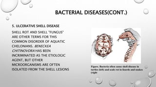 Sea Shell Infection Reptiles. | PPTX
