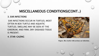 Reptiles. | PPTX
