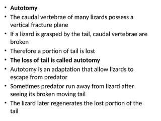 Reptiles power point presentation........ | PPTX