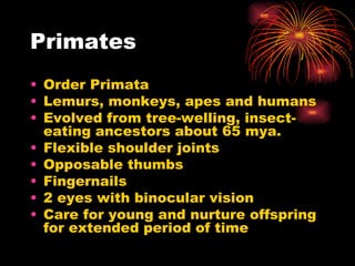 Premates Insects Reptiles, Birds And Mammals | PPT