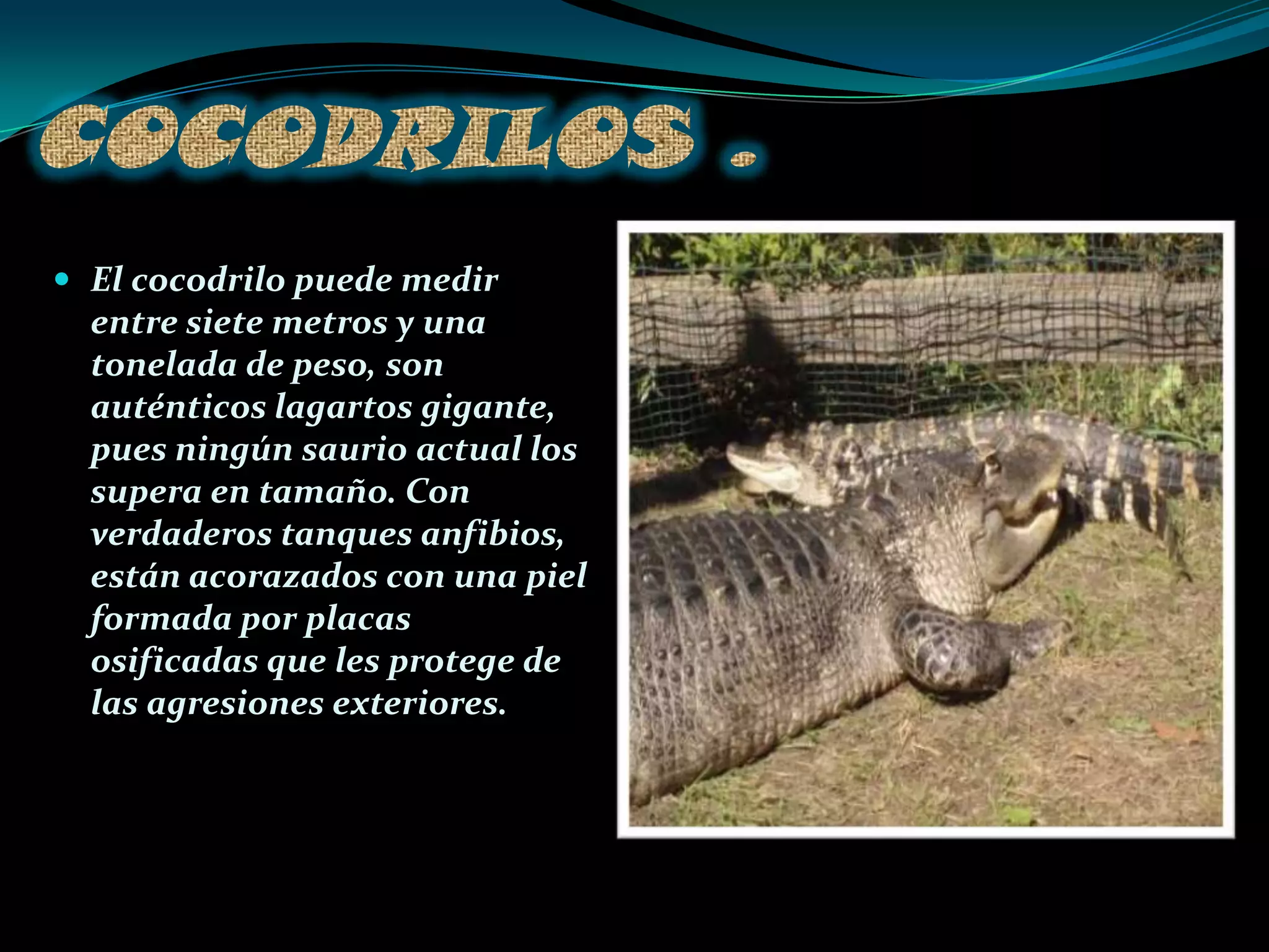 COCODRILOS .El cocodrilo puede medir entre siete metros y una tonelada de peso, son auténticos lagartos gigante, pues ningún saurio actual los supera en tamaño. Con verdaderos tanques anfibios, están acorazados con una piel formada por placas osificadas que les protege de las agresiones exteriores. 