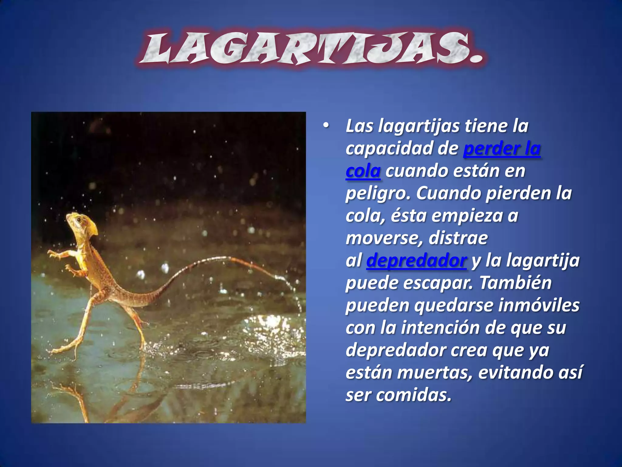 LAGARTIJAS.Las lagartijas tiene la capacidad de perder la cola cuando están en peligro. Cuando pierden la cola, ésta empieza a moverse, distrae al depredador y la lagartija puede escapar. También pueden quedarse inmóviles con la intención de que su depredador crea que ya están muertas, evitando así ser comidas.