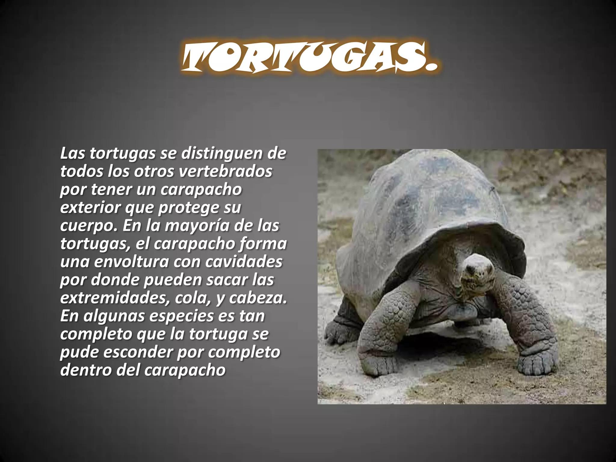 TORTUGAS.Las tortugas se distinguen de todos los otros vertebrados por tener un carapacho exterior que protege su cuerpo. En la mayoría de las tortugas, el carapacho forma una envoltura con cavidades por donde pueden sacar las extremidades, cola, y cabeza. En algunas especies es tan completo que la tortuga se pude esconder por completo dentro del carapacho