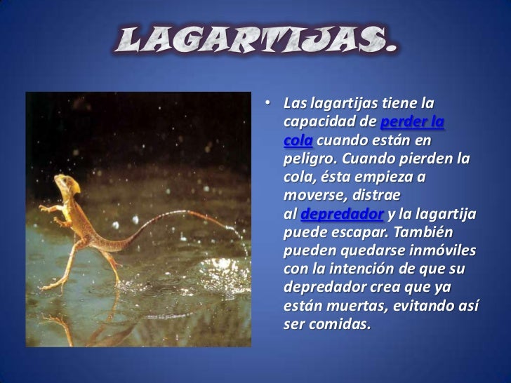 Reptiles1