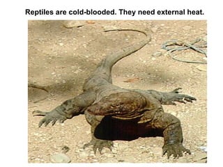 Reptiles are cold-blooded. They need external heat. 