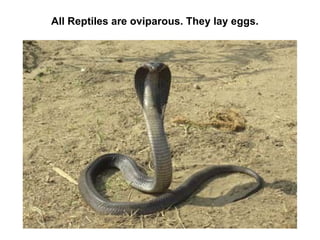 All Reptiles are oviparous. They lay eggs. 