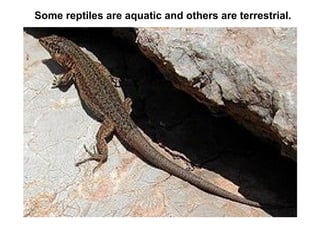 Some reptiles are aquatic and others are terrestrial. 
