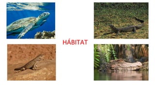 HÁBITAT
 