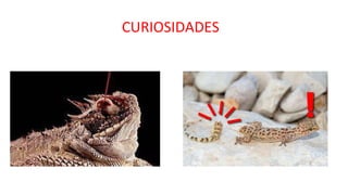 CURIOSIDADES
 