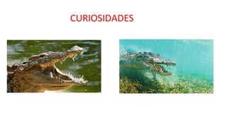 CURIOSIDADES
 