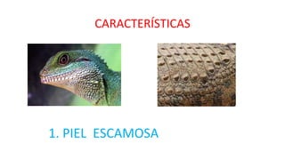 CARACTERÍSTICAS
1. PIEL ESCAMOSA
 
