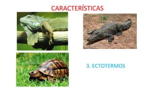 CARACTERÍSTICAS
3. ECTOTERMOS
 