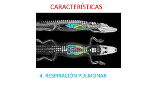 CARACTERÍSTICAS
4. RESPIRACIÓN PULMONAR
 