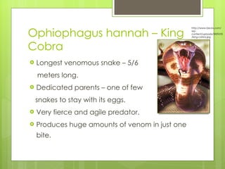 Ophiophagus hannah – King Cobra Longest venomous snake – 5/6 meters long. Dedicated parents – one of few snakes to stay with its eggs. Very fierce and agile predator. Produces huge amounts of venom in just one bite.  http://www.becks.com/wp-content/uploads/2009/05/king-cobra.jpg 