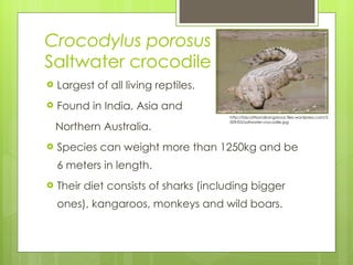 Crocodylus porosus   S altwater crocodile Largest of all living reptiles. Found in India, Asia and  Northern Australia. Species can weight more than 1250kg and be 6 meters in length.  Their diet consists of sharks (including bigger ones), kangaroos, monkeys and wild boars.  http://biscottisandkangaroos.files.wordpress.com/2009/03/saltwater-crocodile.jpg 