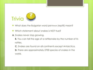Trivia What does the Bulgarian word  рептили ( reptili) mean?  Which statement about snakes is NOT true? A.  Snakes never stop growing. B.  You can tell the age of a rattlesnake by the number of its rattles. C.  Snakes are found on all continents except Antarctica. D.  There are approximately 2700 species of snakes in the world. 