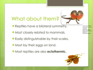 What about them? Reptiles have a bilateral symmetry. Most closely related to mammals. Easily distinguishable by their scales. Most lay their eggs on land. Most reptiles are also  ectothermic. http://www.fizzicseducation.com.au/Online%20Store/large%20images/Frilled%20Neck%20Lizard4D.jpg http://image.tutorvista.com/content/diversity-living-organisms/flying-lizard-creeping-vertebrates-of-reptilia-class.jpeg 