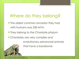 Where do they belong? The oldest common ancestor they had with humans was 530 MYA. They belong to the Chordate phylum. Chordates are very complex and    evolutionary advanced animals  that have a backbone.  http://christiansotophoto.com/Reptiles%20and%20Amphibians/arles_gallery/images/Reptiles-04.JPG 