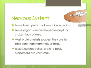 Nervous System Same basic parts as all amphibian brains. Sense organs are developed except for snake’s lack of ears. Most brain analysts suggest they are less intelligent than mammals or birds. Excluding crocodiles, brain to body proportions are very small. http://www.dkimages.com/discover/previews/944/40008714.JPG 