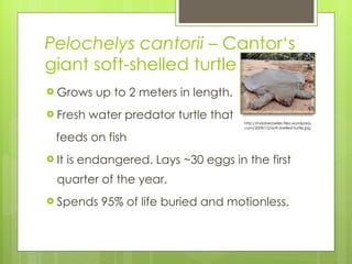 Pelochelys cantorii  – Cantor‘s giant soft-shelled turtle Grows up to 2 meters in length. Fresh water predator turtle that  feeds on fish  It is endangered. Lays ~30 eggs in the first quarter of the year.  Spends 95% of life buried and motionless. http://indobestseller.files.wordpress.com/2009/10/soft-shelled-turtle.jpg 