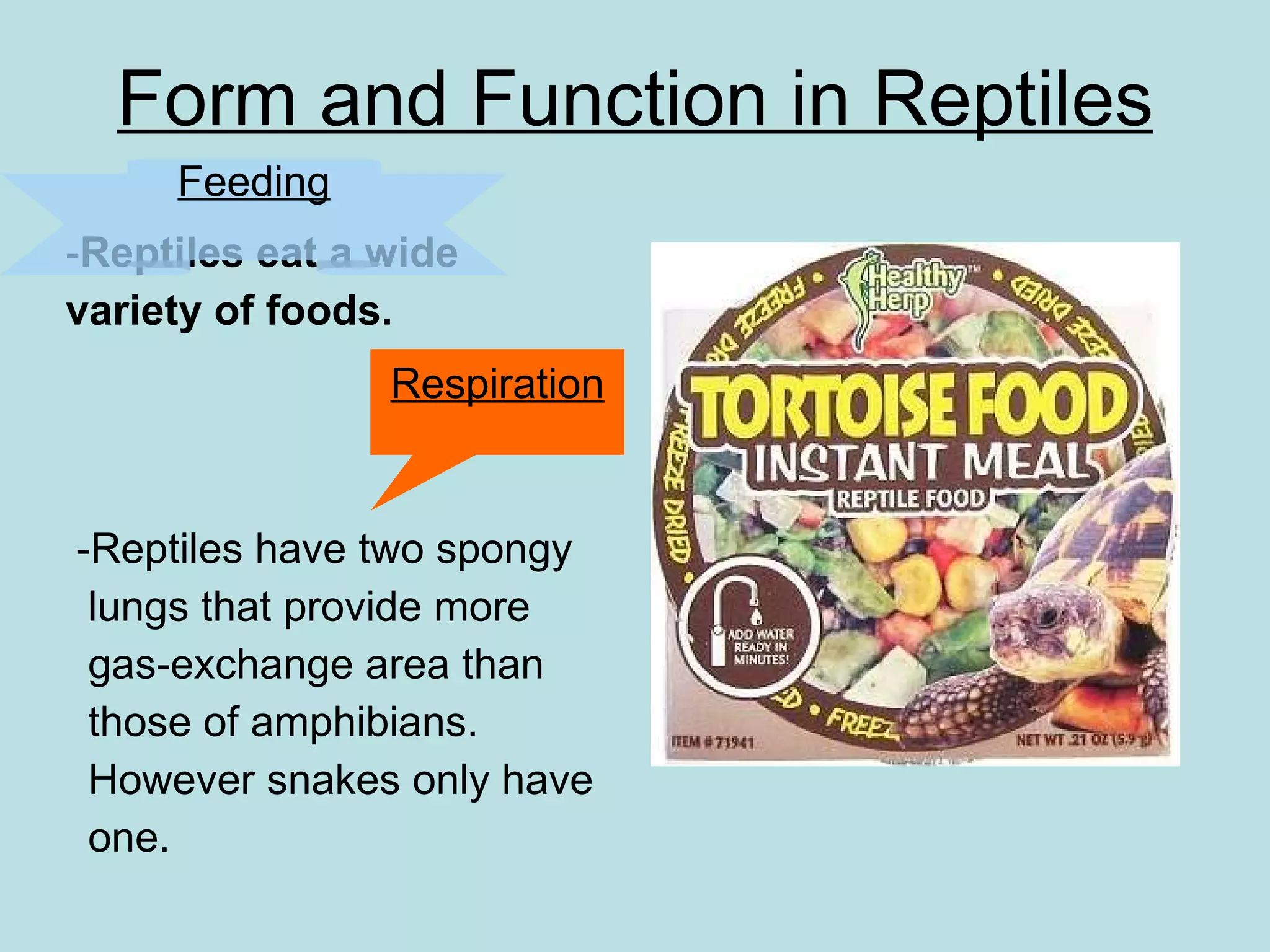 Form and Function in Reptiles - Reptiles eat a wide variety of foods.  -Reptiles have two spongy  lungs that provide more gas-exchange area than those of amphibians.  However snakes only have one. Respiration Feeding 