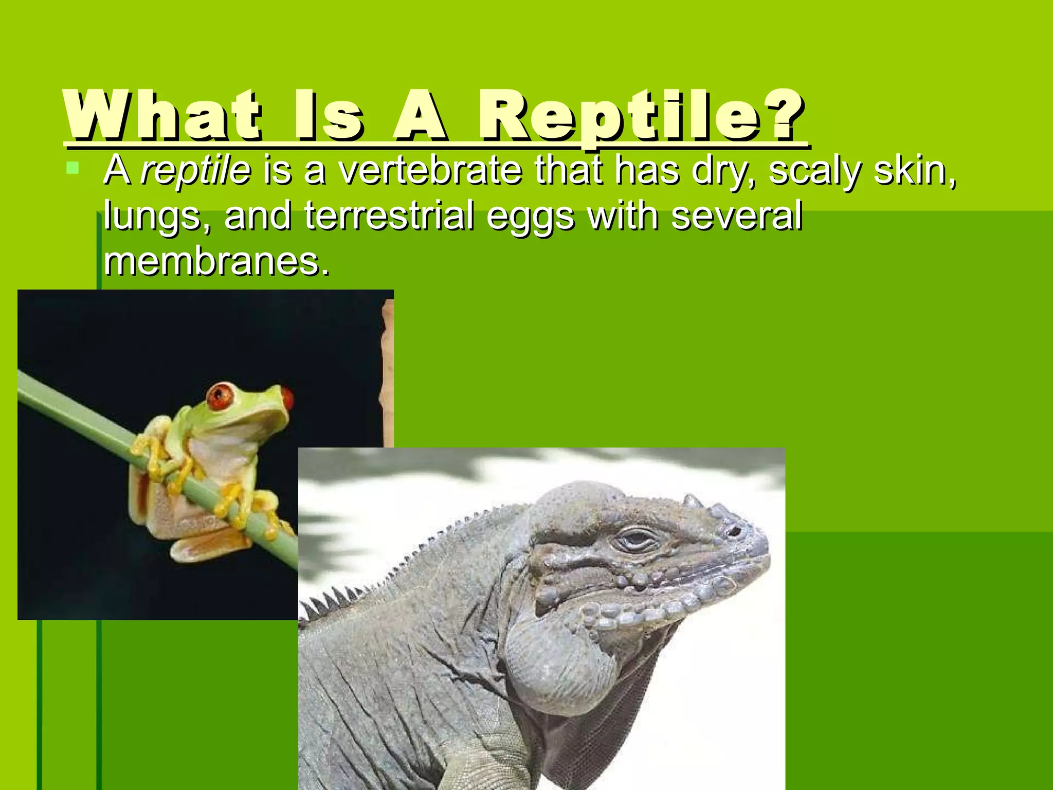 What Is A Reptile? A  reptile  is a vertebrate that has dry, scaly skin, lungs, and terrestrial eggs with several membranes. 