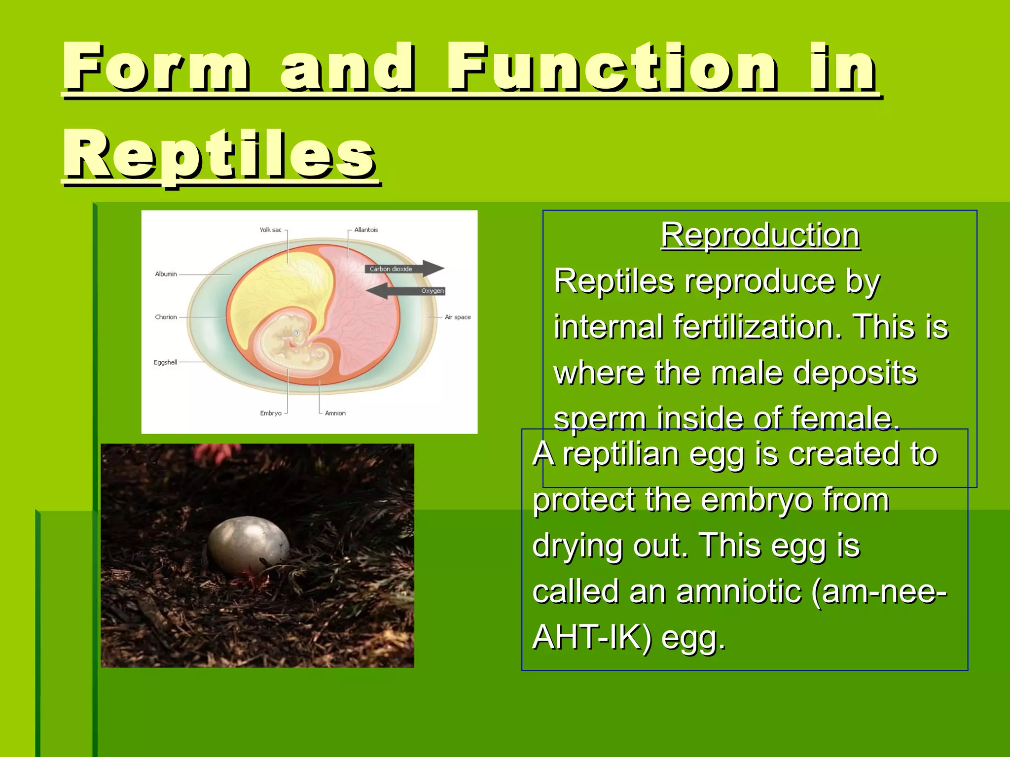 Form and Function in Reptiles Reproduction Reptiles reproduce by internal fertilization. This is  where the male deposits sperm inside of female. A reptilian egg is created to  protect the embryo from  drying out. This egg is  called an amniotic (am-nee- AHT-IK) egg. 