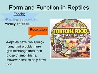 Photo inspiration: Area Reptile Food Options Reference: Reptiles 31