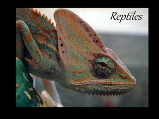 Reptiles
 