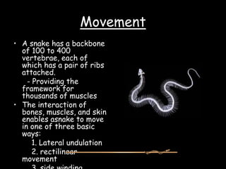 Reptiles a look.ppt