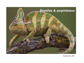 Reptiles & amphibians
RicardoForner 2012
 