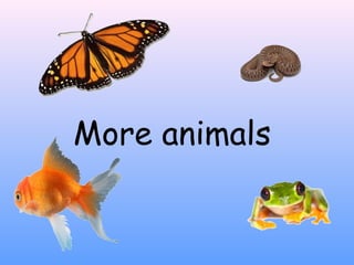 More animals
 