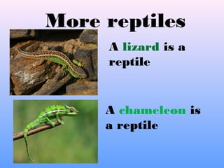 More reptiles
A lizard is a
reptile
A chameleon is
a reptile
 