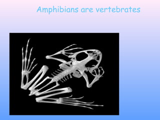 Amphibians are vertebrates
 