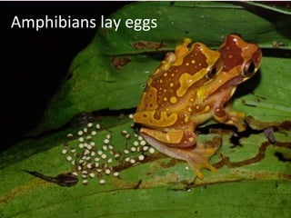 Amphibians lay eggs
 