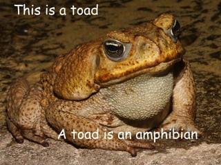 This is a toad
A toad is an amphibian
 