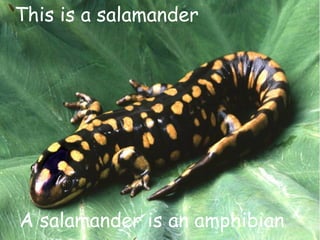 This is a salamander
A salamander is an amphibian
 