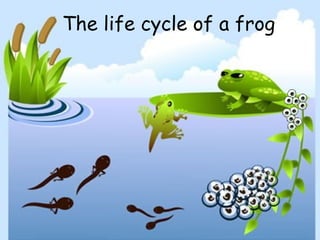 The life cycle of a frog
 