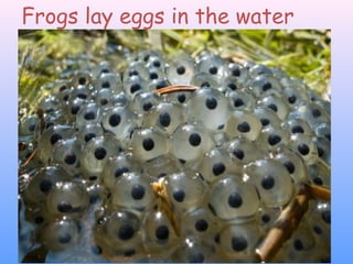 Frogs lay eggs in the water
 