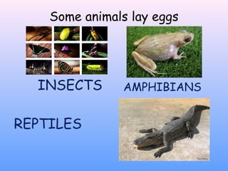 Some animals lay eggs
INSECTS AMPHIBIANS
REPTILES
 